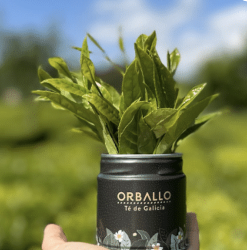 [25TVG] Caja Master Te Verde ECO de Galicia Lata x 8